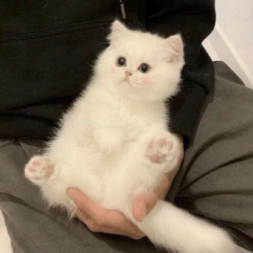 Bushra Ansari avatar