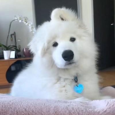 Ali Amin Gandapur avatar